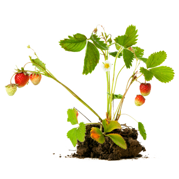 Strawberry Plant